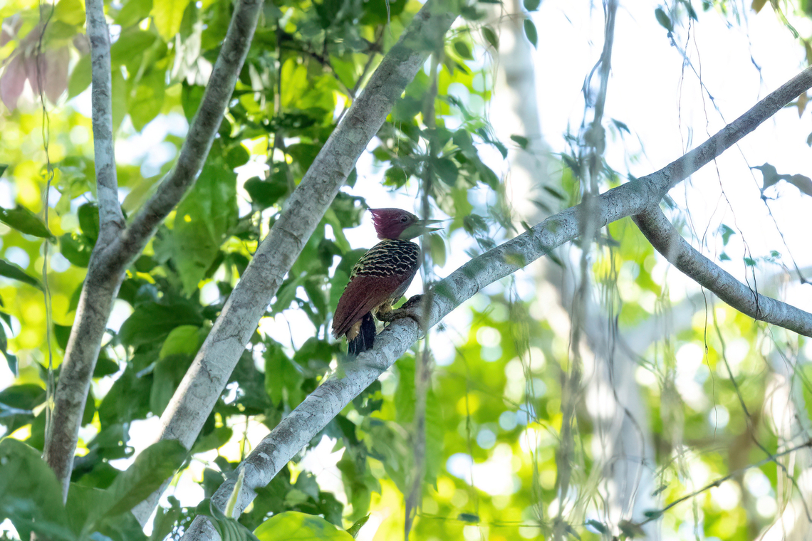 Rufous-headed woodpecker (Celeus spectabilis) Laguna El Correo, Amazonas, Colombia. Nov 14, 2022 Celeus spectabilis,Colombia,Geotagged,Rufous-headed woodpecker,Spring