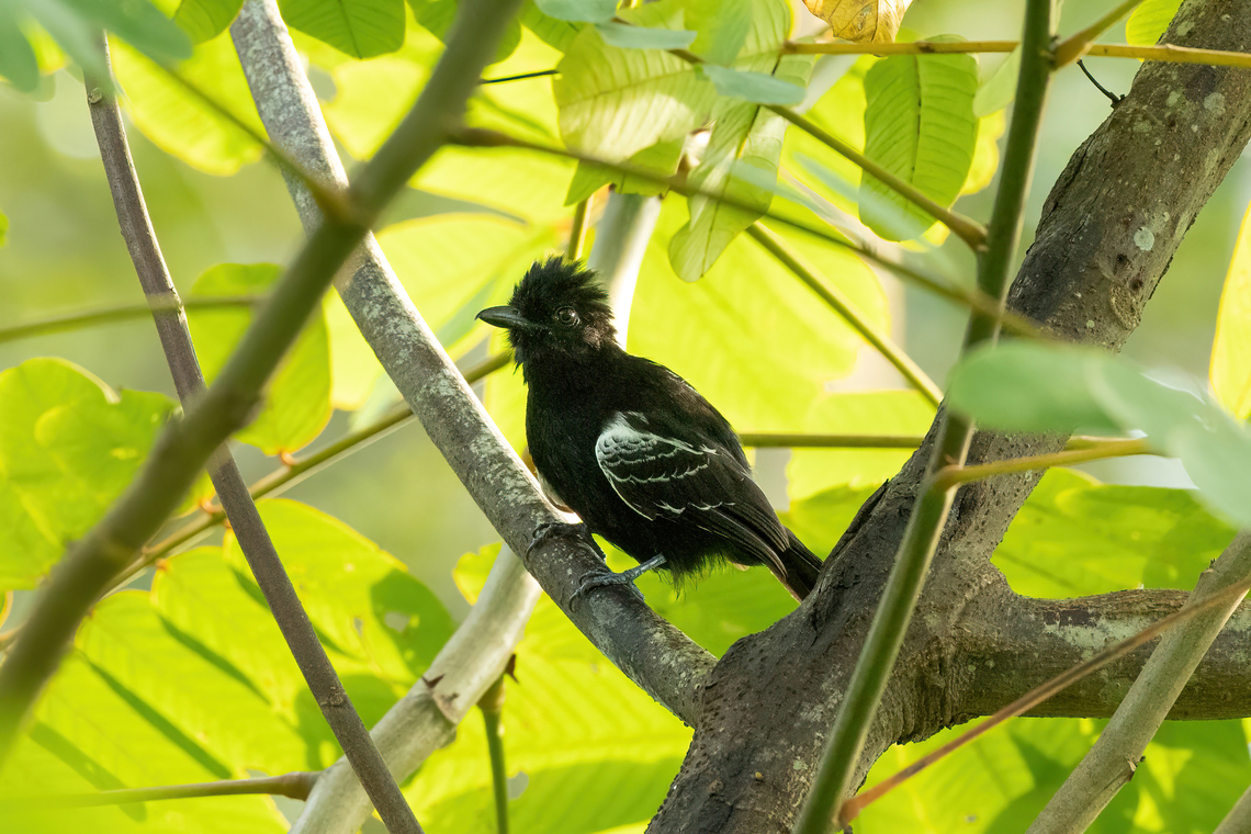 Castelnau's antshrike (Thamnophilus cryptoleucus) - male Isla de la Fantas&iacute;a, Amazonas, Colombia. Nov 11, 2022 Castelnau's antshrike,Colombia,Geotagged,Spring,Thamnophilus cryptoleucus