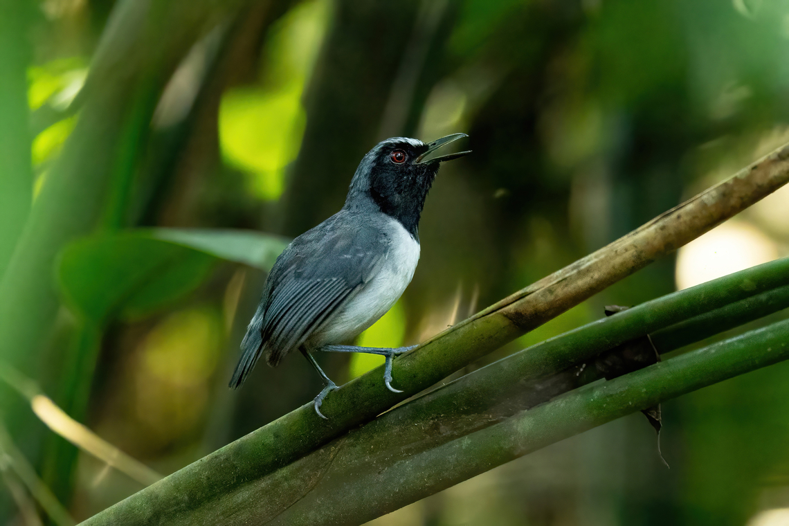 Ash-breasted antbird (Myrmoborus lugubris) - male Isla de la Fantas&iacute;a, Amazonas, Colombia. Nov 11, 2022 Ash-breasted antbird,Colombia,Geotagged,Myrmoborus lugubris,Spring