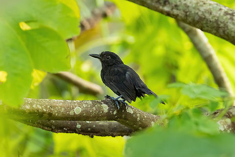Castelnau's antshrike (Thamnophilus cryptoleucus) - female Isla de la Fantas&iacute;a, Amazonas, Colombia. Nov 11, 2022 Castelnau's antshrike,Colombia,Geotagged,Spring,Thamnophilus cryptoleucus