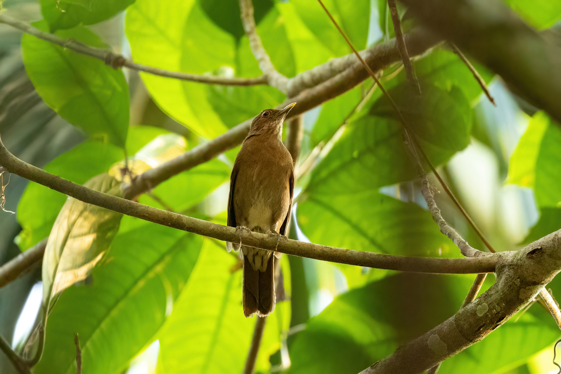 Várzea thrush (Turdus sanchezorum) Amazon Bird Lodge, Amazonas, Colombia. Nov 11, 2022 Colombia,Geotagged,Spring,Turdus sanchezorum,Várzea thrush