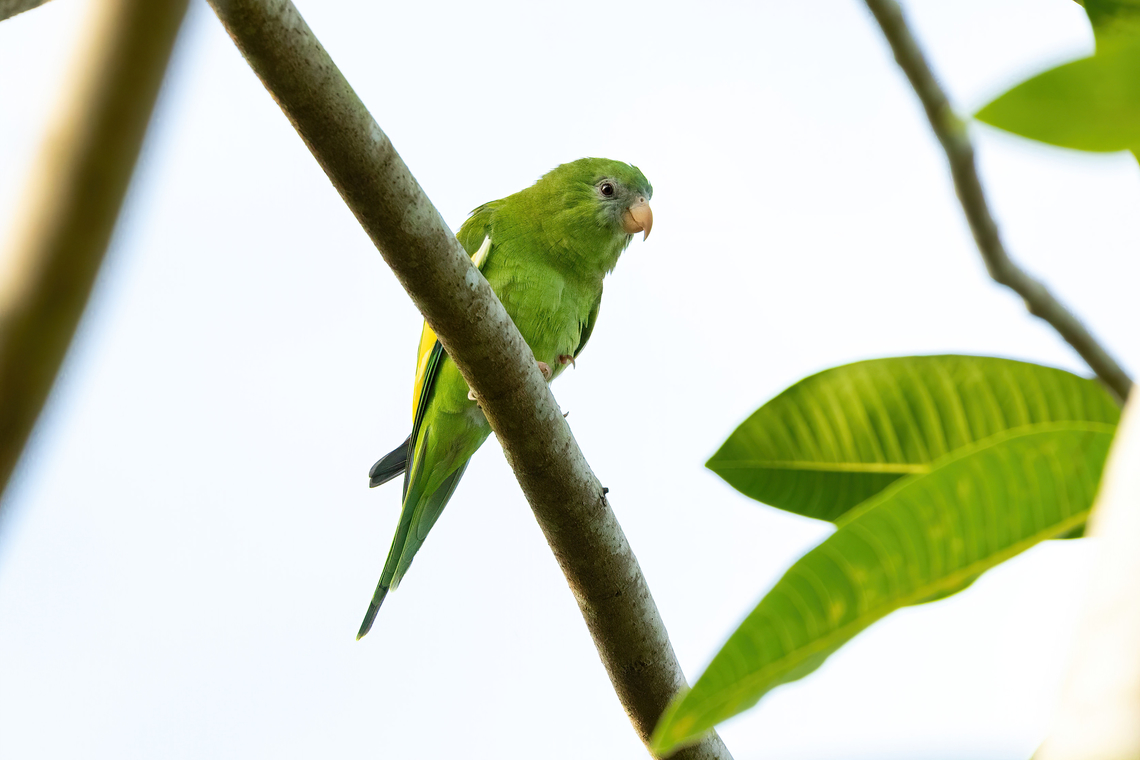 White-winged parakeet (Brotogeris versicolurus) Isla de la Fantas&iacute;a, Amazonas, Colombia. Nov 11, 2022 Brotogeris versicolurus,Colombia,Geotagged,Spring,White-winged parakeet