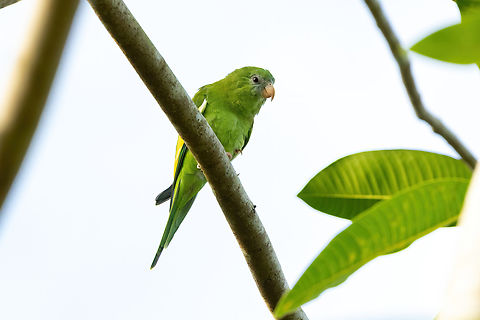 White-winged parakeet (Brotogeris versicolurus) Isla de la Fantas&iacute;a, Amazonas, Colombia. Nov 11, 2022 Brotogeris versicolurus,Colombia,Geotagged,Spring,White-winged parakeet