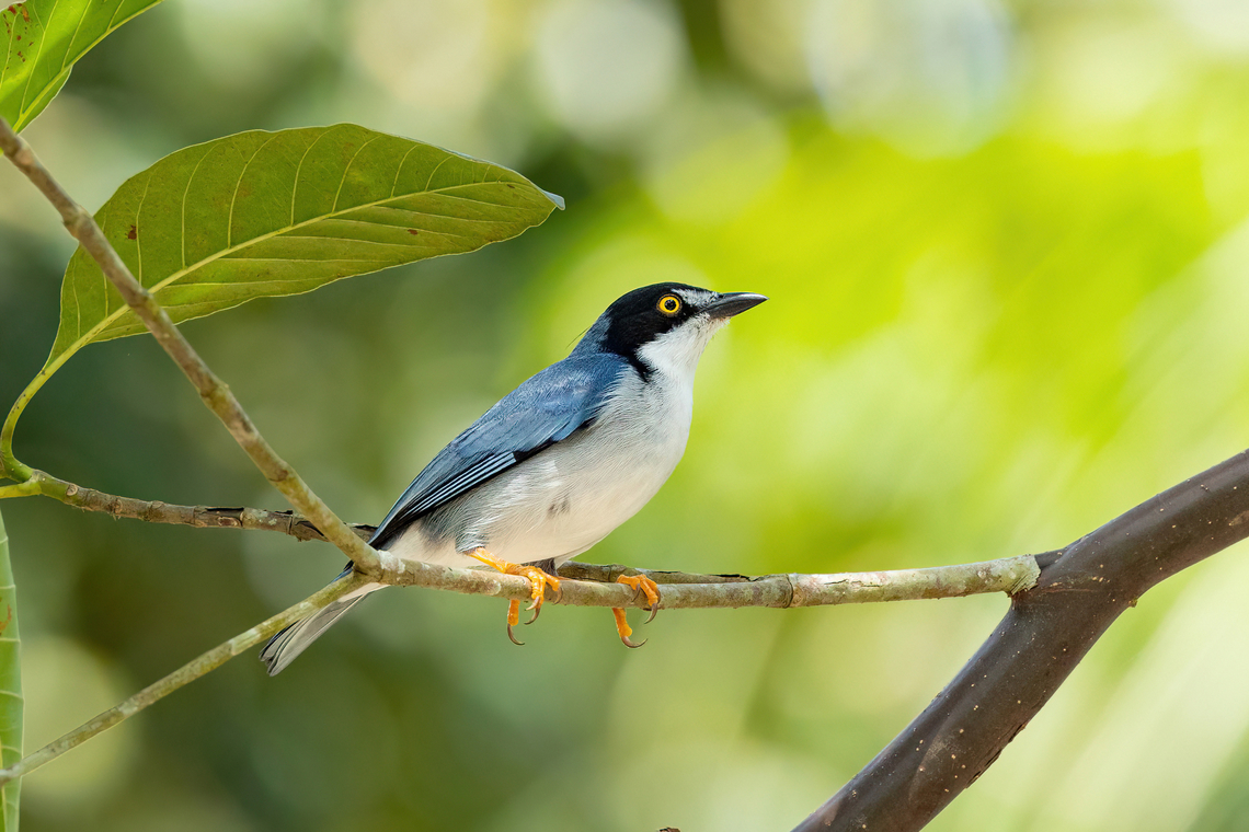 Hooded tanager (Nemosia pileata) Isla de la Fantas&iacute;a, Amazonas, Colombia. Nov 11, 2022 Colombia,Geotagged,Hooded tanager,Nemosia pileata,Spring
