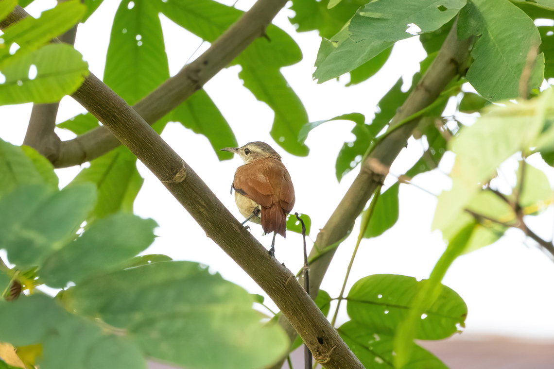 Lesser hornero (Furnarius minor) Isla de la Fantas&iacute;a, Amazonas, Colombia. Nov 11, 2022 Colombia,Furnarius minor,Geotagged,Lesser hornero,Spring