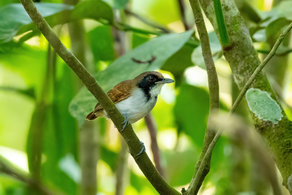 Ash-breasted antbird (Myrmoborus lugubris) - female Isla de la Fantas&iacute;a, Amazonas, Colombia. Nov 11, 2022 Ash-breasted antbird,Colombia,Geotagged,Myrmoborus lugubris,Spring