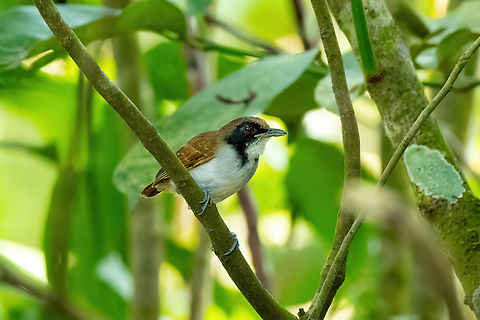 Ash-breasted antbird (Myrmoborus lugubris) - female Isla de la Fantas&iacute;a, Amazonas, Colombia. Nov 11, 2022 Ash-breasted antbird,Colombia,Geotagged,Myrmoborus lugubris,Spring