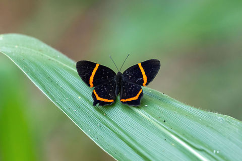 Lysippus metalmark