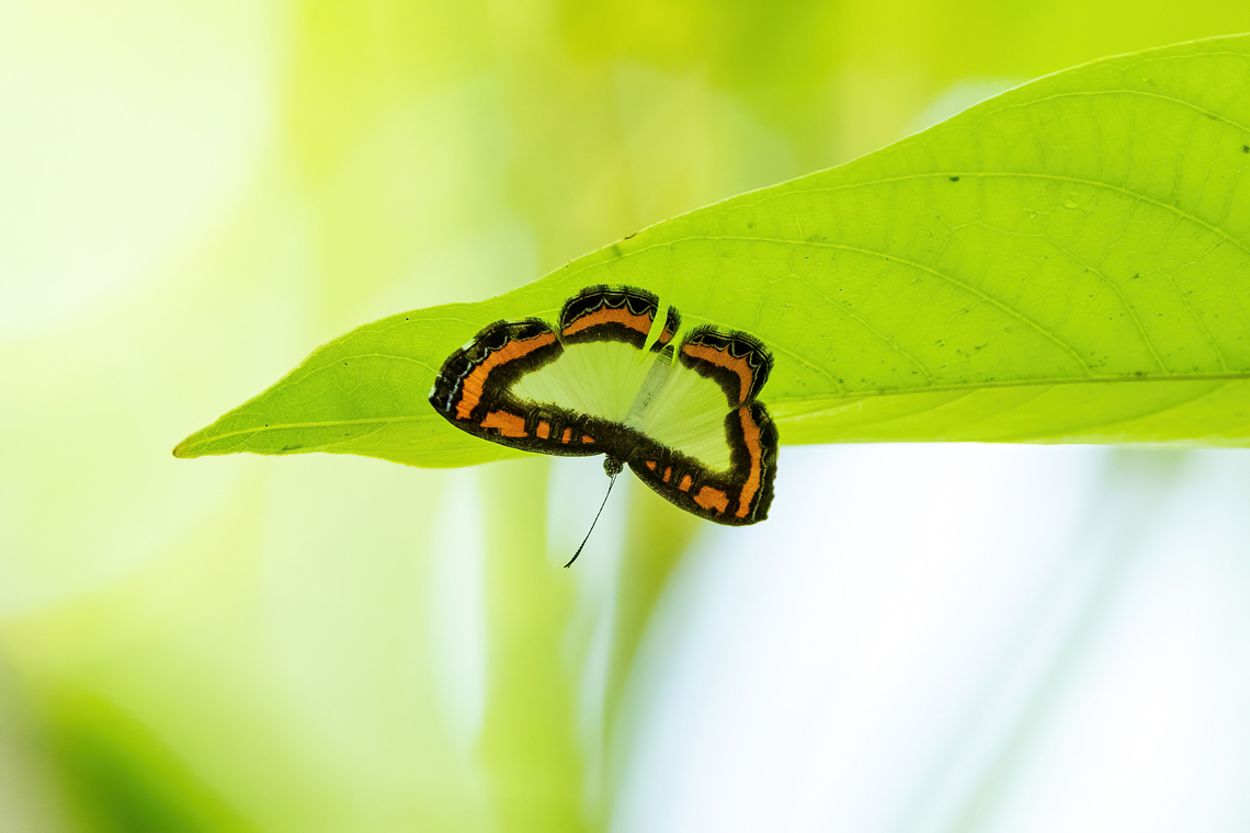 Nymphidium caricae (Riodinidae) Isla de la Fantas&iacute;a, Amazonas, Colombia. Nov 11, 2022 Colombia,Geotagged,Nymphidium caricae,Spring