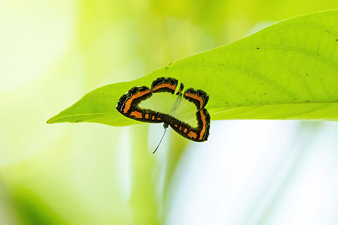 Nymphidium caricae (Riodinidae) Isla de la Fantas&iacute;a, Amazonas, Colombia. Nov 11, 2022 Colombia,Geotagged,Nymphidium caricae,Spring