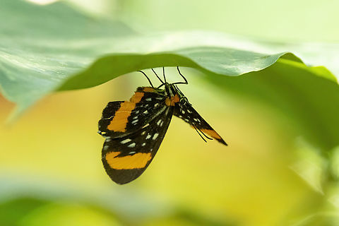 Stalachtis euterpe (Riodinidae) Isla de la Fantas&iacute;a, Amazonas, Colombia. Nov 11, 2022 Colombia,Geotagged,Spring,Stalachtis euterpe