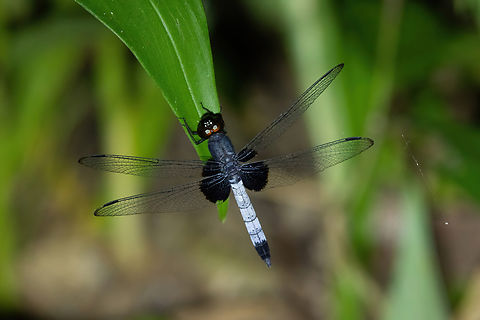 White-tailed Dragonlet (Erythrodiplax unimaculata) Puerto Nariño, Amazonas, Colombia. Nov 11, 2022 Colombia,Erythrodiplax unimaculata,Geotagged,Spring,White-tailed Dragonlet