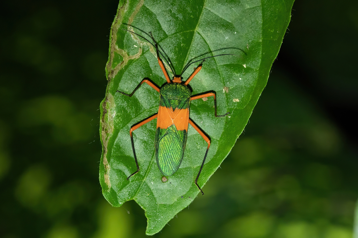 Paryphes validus (Coreidae) Puerto Nari&ntilde;o, Amazonas, Colombia. Nov 11, 2022 Colombia,Geotagged,Paryphes validus,Spring