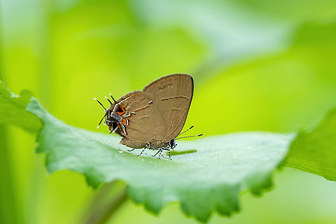 Calycopis anthora (Lycaenidae) Isla de la Fantas&iacute;a, Amazonas, Colombia. Nov 11, 2022 Calycopis anthora,Colombia,Geotagged,Spring