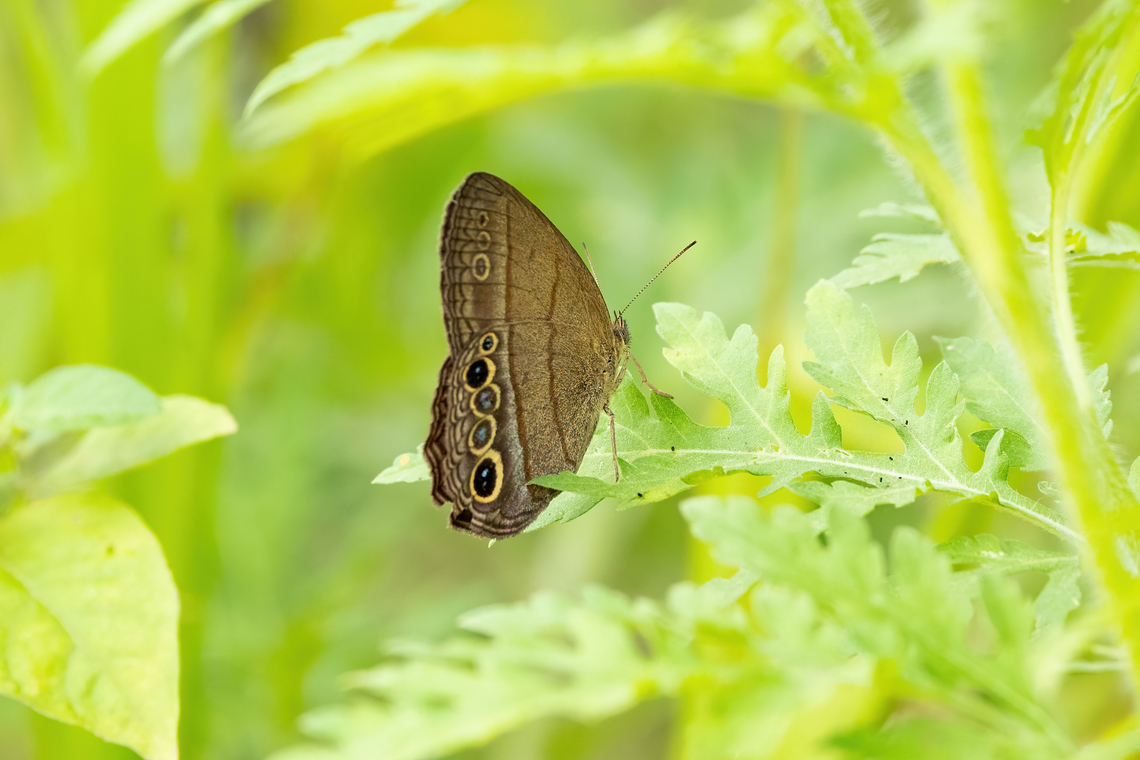 Pharneuptychia innocentia (Nymphalidae) Isla de la Fantas&iacute;a, Amazonas, Colombia. Nov 11, 2022 Colombia,Geotagged,Pharneuptychia innocentia,Spring