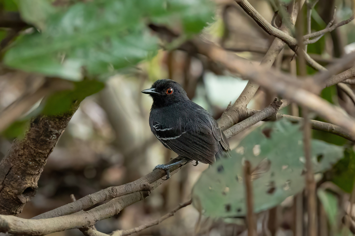 Black-tailed Antbird (Myrmoborus melanurus) Laguna el Correo, Amazonas, Colombia. Nov 12, 2022 Black-tailed antbird,Colombia,Geotagged,Myrmoborus melanurus,Spring