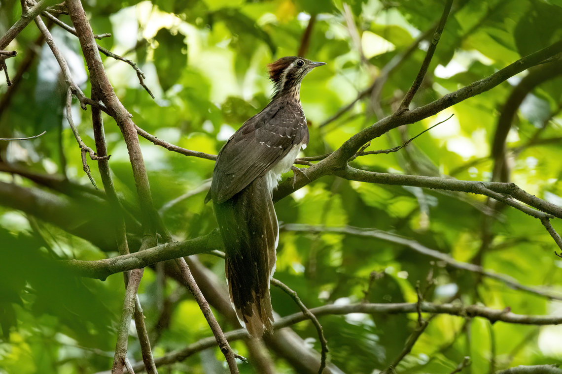 Pheasant cuckoo (Dromococcyx phasianellus) Laguna El Correo, Amazonas, Colombia. Nov 12, 2022 Colombia,Dromococcyx phasianellus,Geotagged,Pheasant cuckoo,Spring