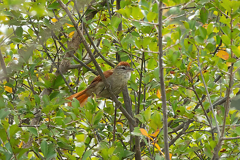 Rusty-backed spinetail (Cranioleuca vulpina) Laguna El Correo, Amazonas, Colombia. Nov 12, 2022 Colombia,Cranioleuca vulpina,Geotagged,Rusty-backed spinetail,Spring