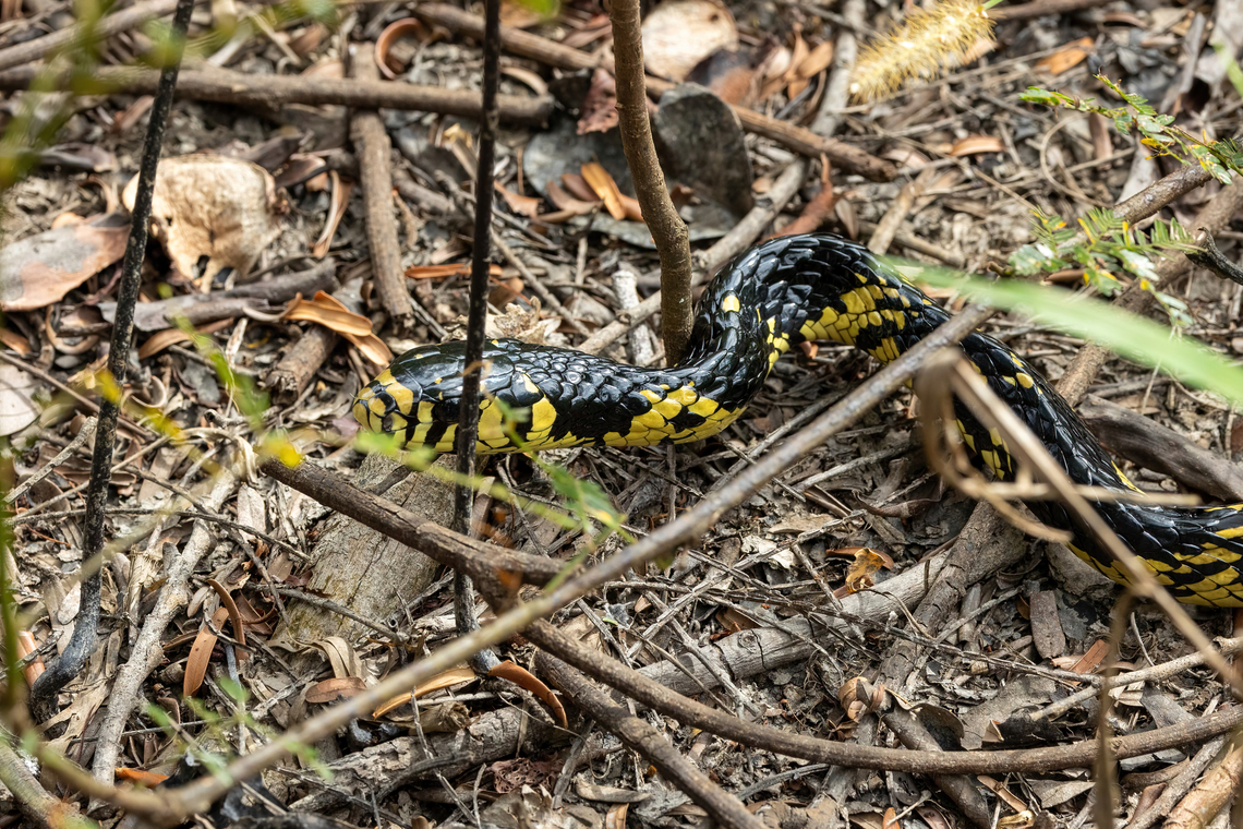 Chicken Snake (Spilotes pullatus) Laguna El Correo, Amazonas, Colombia. Nov 12, 2022 Colombia,Geotagged,Spilotes pullatus,Spring,Yellow rat snake