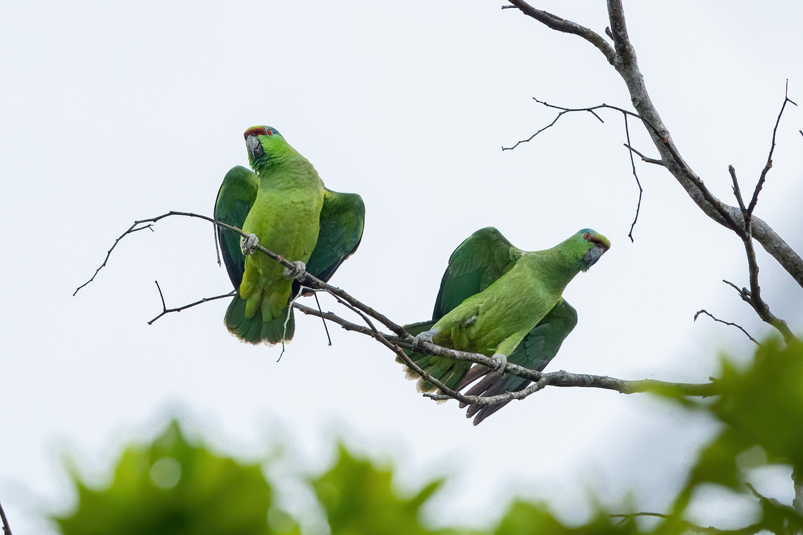 Festive Amazons (Amazona festiva) Puerto Nari&ntilde;o, Amazonas, Colombia. Nov 12, 2022 Amazona festiva,Colombia,Festive Amazon,Geotagged,Spring