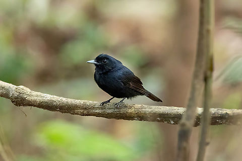 Amazonian Black-Tyrant (Knipolegus poecilocercus) Rio Loretoyacu, Amazonas, Colombia. Nov 12, 2022 Amazonian black tyrant,Knipolegus poecilocercus