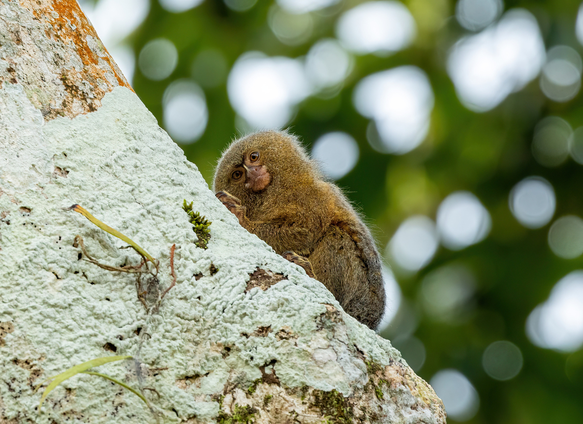 Western Pygmy Marmoset (Cebuella pygmaea) Puerto Nari&ntilde;o, Amazonas, Colombia. Nov 12, 2022 Cebuella pygmaea,Colombia,Geotagged,Pygmy marmoset,Spring