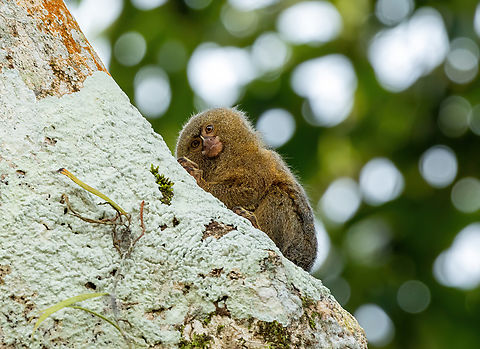 Western Pygmy Marmoset (Cebuella pygmaea) Puerto Nari&ntilde;o, Amazonas, Colombia. Nov 12, 2022 Cebuella pygmaea,Colombia,Geotagged,Pygmy marmoset,Spring