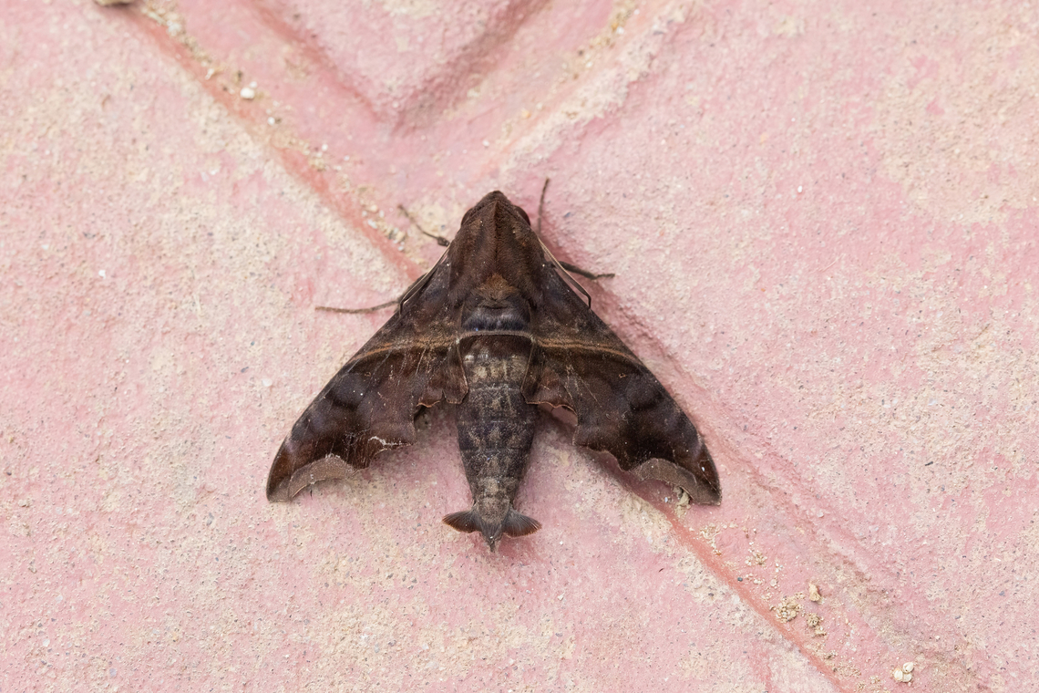 Swift-winged Sphinx (Enyo ocypete) Puerto Nari&ntilde;o, Amazonas, Colombia. Nov 12, 2022 Colombia,Enyo ocypete,Geotagged,Spring