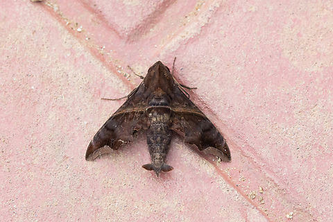 Swift-winged Sphinx (Enyo ocypete) Puerto Nari&ntilde;o, Amazonas, Colombia. Nov 12, 2022 Colombia,Enyo ocypete,Geotagged,Spring