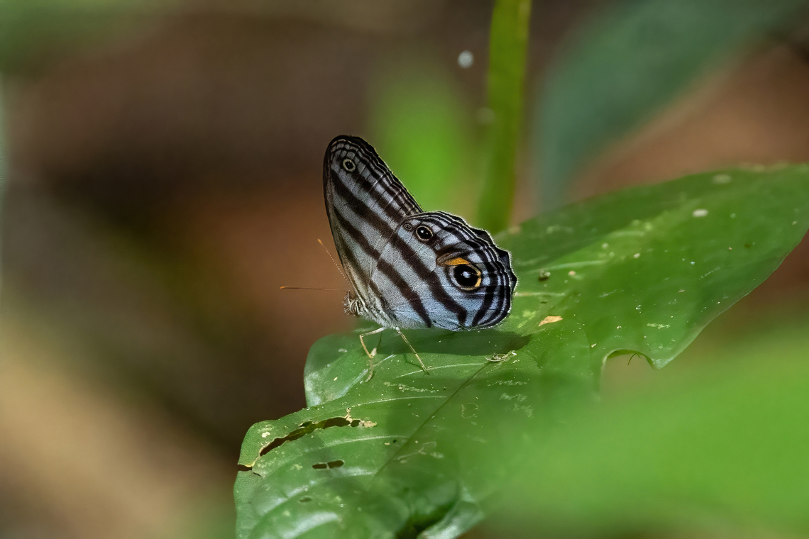 Chloreuptychia chlorimene (Nymphalidae) Laguna El Correo, Amazonas, Colombia. Nov 12, 2022 Chloreuptychia chlorimene,Colombia,Geotagged,Spring