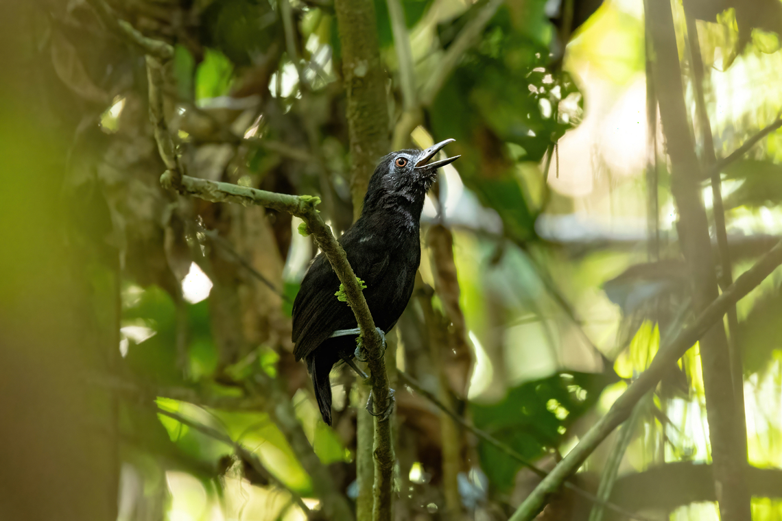 White-shouldered Antbird (Akletos melanoceps) Laguna El Correo, Amazonas, Colombia. Nov 12, 2022 Akletos melanoceps,Colombia,Geotagged,Spring,White-shouldered antbird