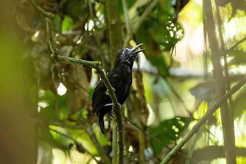 White-shouldered Antbird (Akletos melanoceps) Laguna El Correo, Amazonas, Colombia. Nov 12, 2022 Akletos melanoceps,Colombia,Geotagged,Spring,White-shouldered antbird