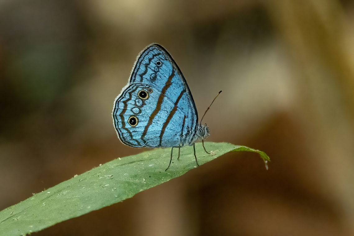 Caeruleuptychia aegrota (Nymphalidae) Laguna El Correo, Amazonas, Colombia. Nov 12, 2022 Caeruleuptychia aegrota,Colombia,Geotagged,Spring
