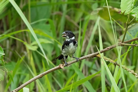 Caquetá Seedeater