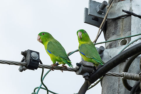 Riparian Parrotlet (Forpus crassirostris) Puerto Nari&ntilde;o, Amazonas, Colombia. Nov 12, 2022 Colombia,Forpus crassirostris,Geotagged,Large-billed parrotlet,Spring