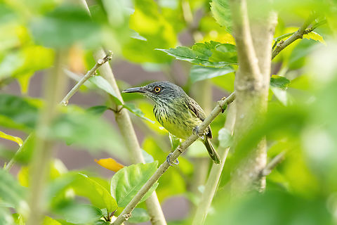 Spotted Tody-Flycatcher (Todirostrum maculatum) Puerto Nari&ntilde;o, Amazonas, Colombia. Nov 12, 2022 Colombia,Geotagged,Spotted tody-flycatcher,Spring,Todirostrum maculatum