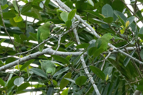 Short-tailed Parrot (Graydidascalus brachyurus) Puerto Nari&ntilde;o, Amazonas, Colombia. Nov 12, 2022 Colombia,Geotagged,Graydidascalus brachyurus,Short-tailed parrot,Spring