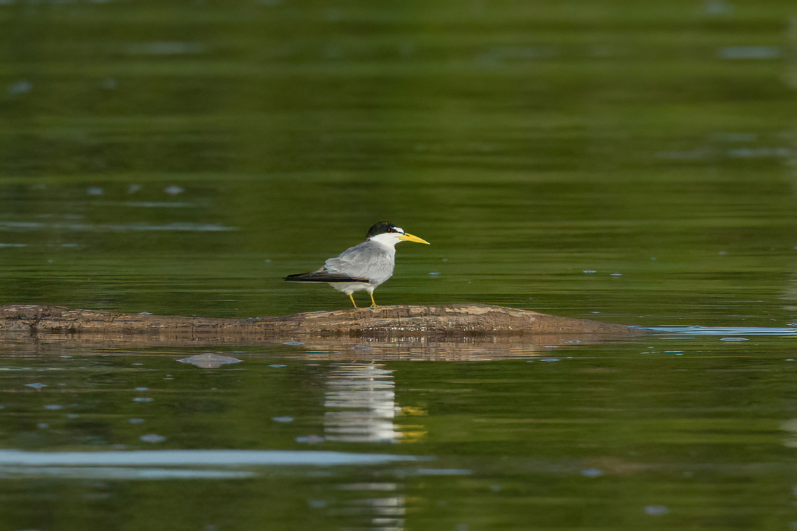 Yellow-billed tern (Sternula superciliaris) Puerto Nari&ntilde;o, Amazonas, Colombia. Nov 13, 2022 Colombia,Geotagged,Spring,Sternula superciliaris,Yellow-billed tern