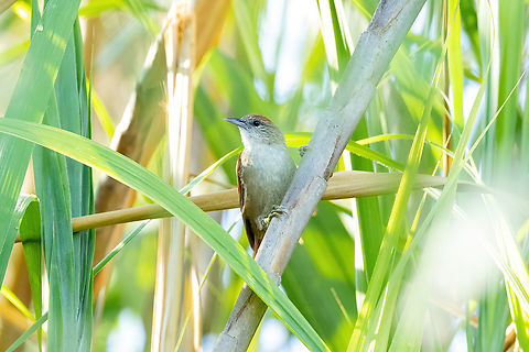 Parker's Spinetail (Cranioleuca vulpecula) Islas Jovenes, Loreto, Peru. Nov 13, 2022 Cranioleuca vulpecula,Geotagged,Parkers spinetail,Peru,Spring