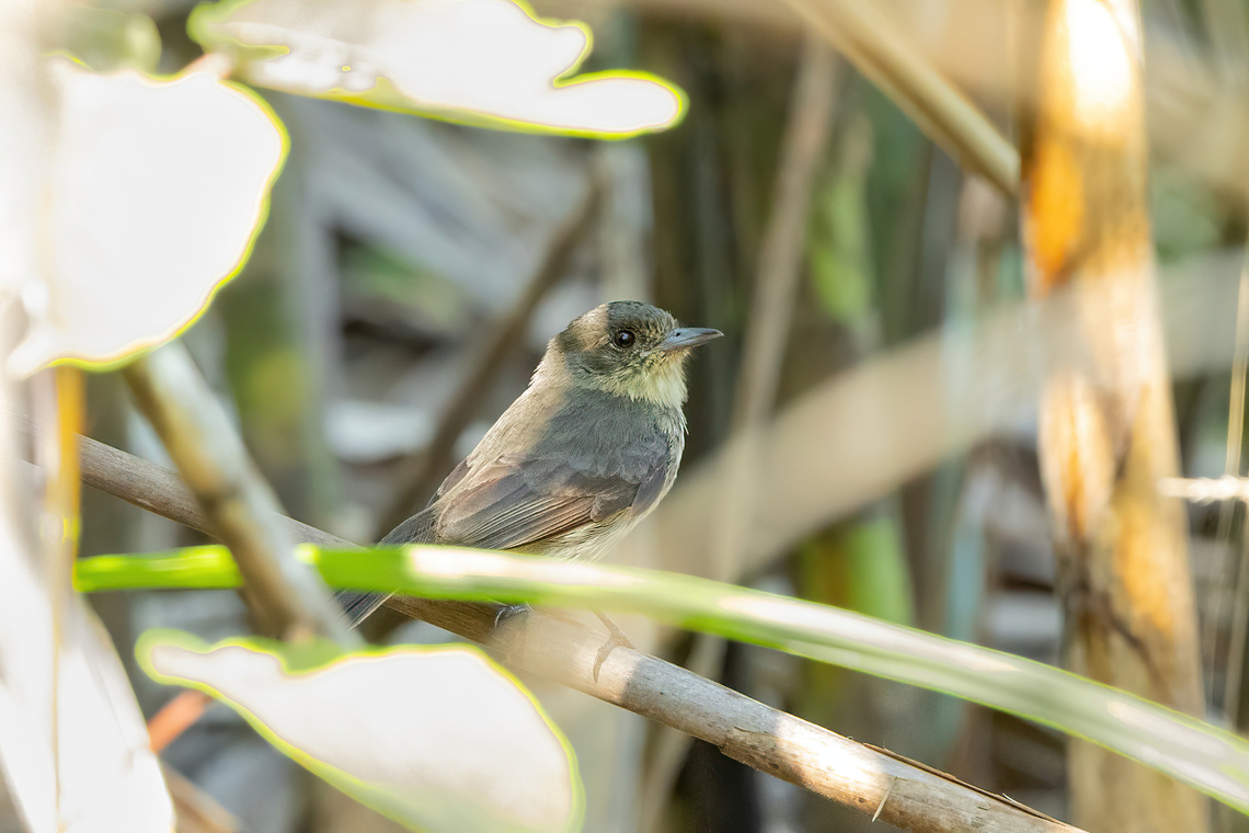 Riverside tyrant (Knipolegus orenocensis) Islas Jovenes, Loreto, Peru. Nov 13, 2022 Geotagged,Knipolegus orenocensis,Peru,Riverside tyrant,Spring