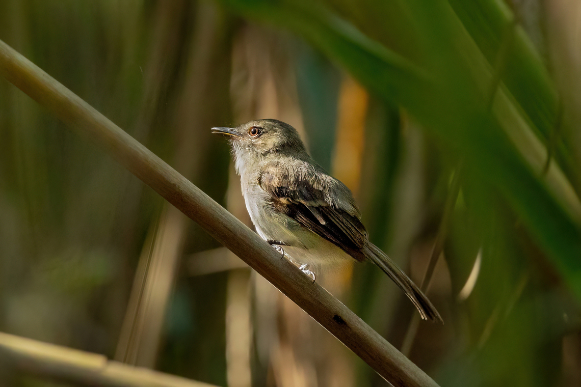 Fuscous flycatcher (Cnemotriccus fuscatus) Islas Jovenes, Loreto, Peru. Nov 13, 2022 Cnemotriccus fuscatus,Fuscous flycatcher,Geotagged,Peru,Spring