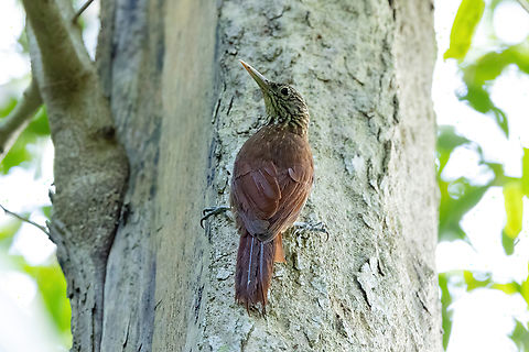 Zimmer's woodcreeper (Dendroplex kienerii) Isla Patrullero, Amazonas, Colombia. Nov 13, 2022 Colombia,Dendroplex kienerii,Geotagged,Spring,Zimmer's woodcreeper