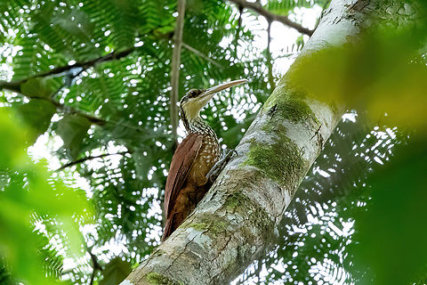 Long-billed woodcreeper (Nasica longirostris) Isla Patrullero, Amazonas, Colombia. Nov 13, 2022 Colombia,Geotagged,Long-billed woodcreeper,Nasica longirostris,Spring