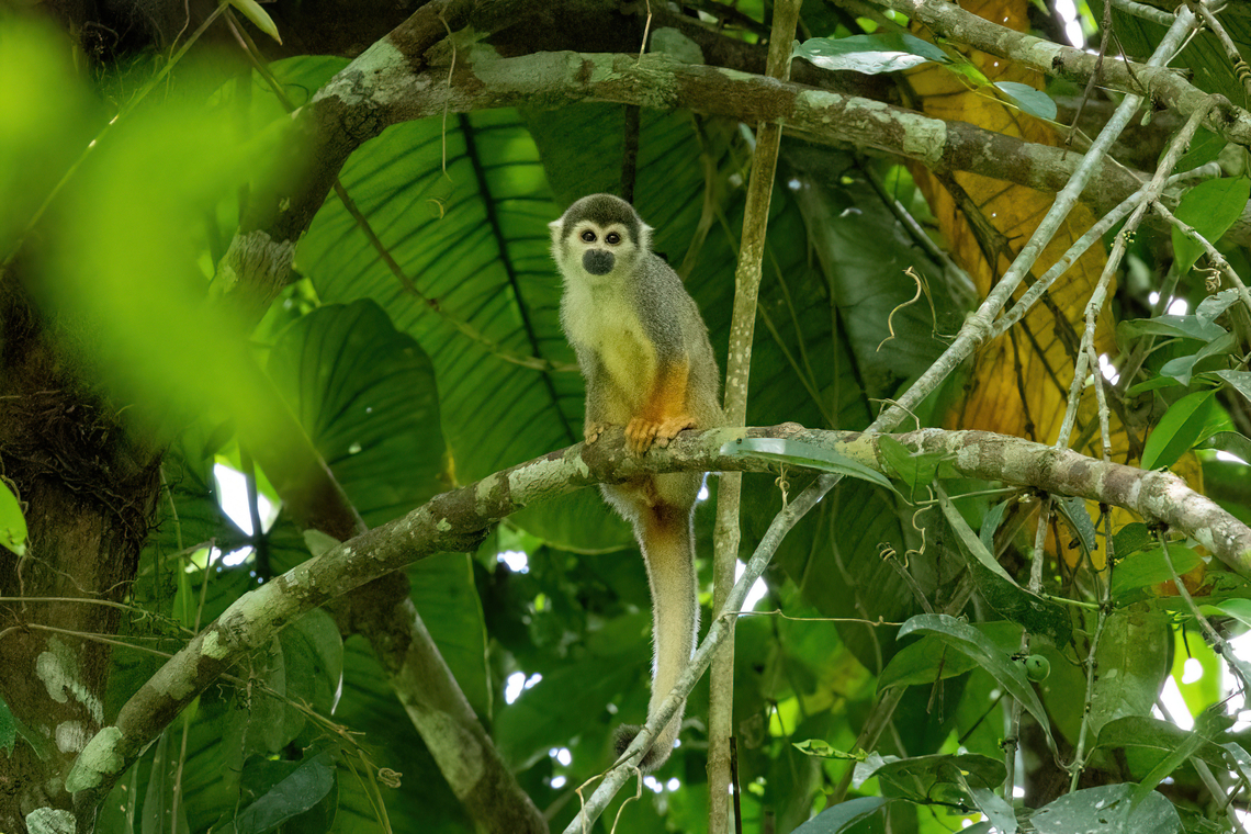 Humboldt's squirrel monkey (Saimiri cassiquiarensis) Isla Patrullero, Amazonas, Colombia. Nov 13, 2022 Colombia,Geotagged,Humboldt's squirrel monkey,Saimiri cassiquiarensis,Spring