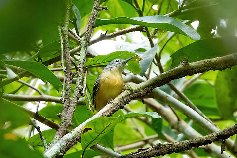Leaden antwren (Myrmotherula assimilis) - female Isla Patrullero, Amazonas, Colombia. Nov 13, 2022
Antbird 104 Colombia,Geotagged,Leaden antwren,Myrmotherula assimilis,Spring