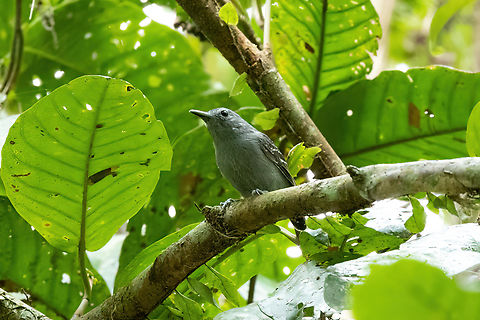 Leaden antwren (Myrmotherula assimilis) - male Isla Patrullero, Amazonas, Colombia. Nov 13, 2022 Colombia,Geotagged,Leaden antwren,Myrmotherula assimilis,Spring
