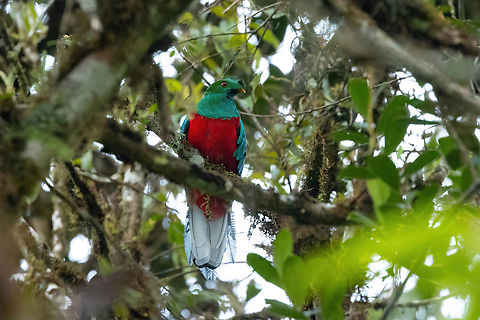 Crested quetzal (Pharomachrus antisianus) Owlet Lodge, Amazonas, Peru. Oct 16, 2022 Crested quetzal,Geotagged,Peru,Pharomachrus antisianus,Spring