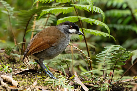 Jocotoco antpitta