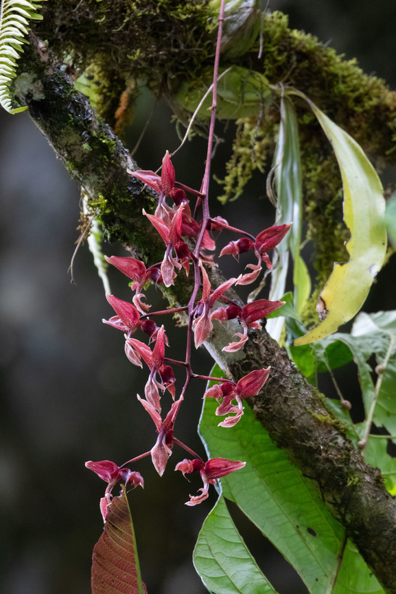 Gongora latisepala (Orchidaceae) PNYC - Huampal, Pasco, Peru. Jul 11, 2020 Geotagged,Gongora latisepala,Peru,Winter