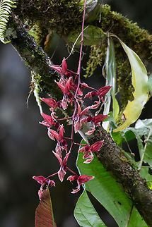 Gongora latisepala (Orchidaceae) PNYC - Huampal, Pasco, Peru. Jul 11, 2020 Geotagged,Gongora latisepala,Peru,Winter